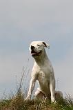 DOGUE ARGENTIN 432